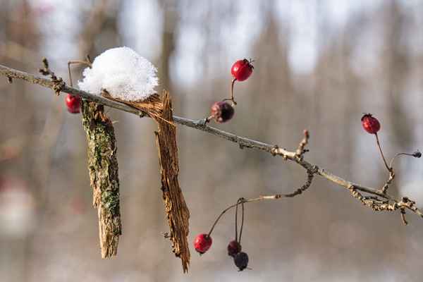 Winterzauber