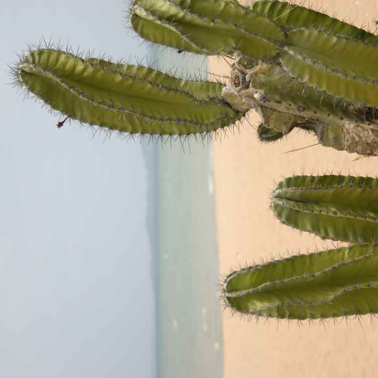 Kaktus am Strand von Thailand