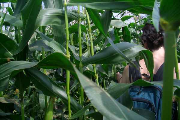 walk through cornfield
