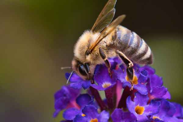 Biene auf Blume