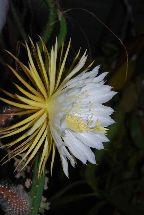Königin der Nacht Blüte