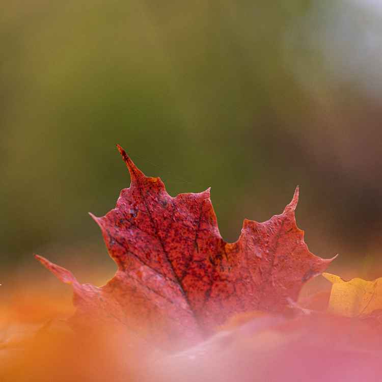 Acer Blatt