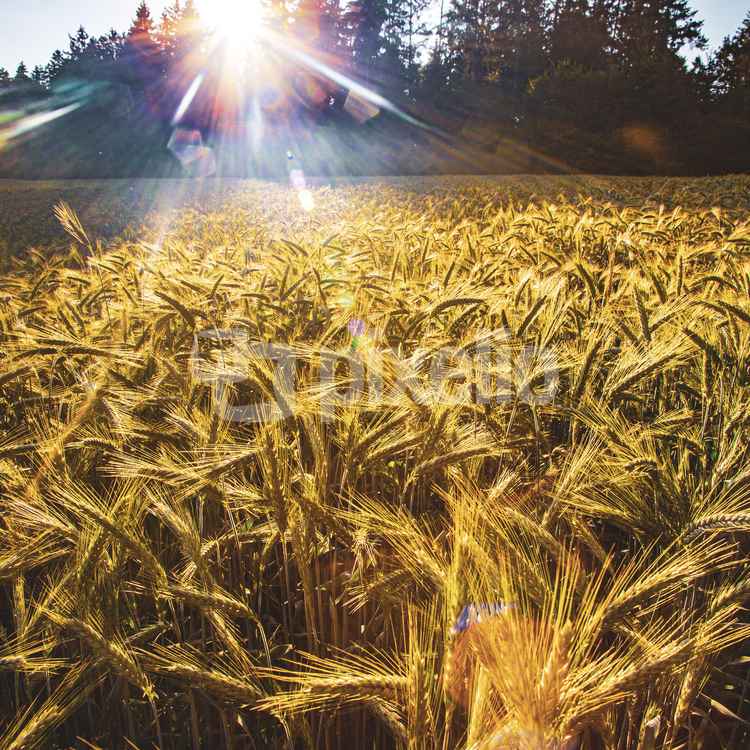 Kornfeld im abendlichen Gegenlicht