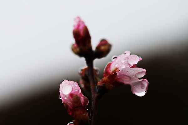 pfirsichblüte im  regen