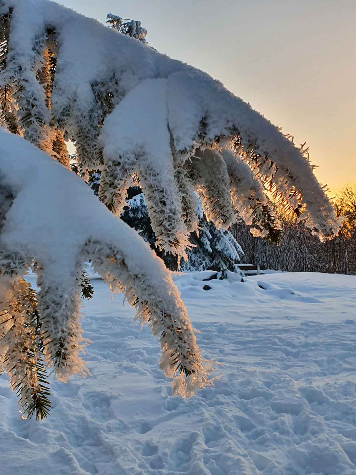 Tanne im Schnee bei Sonnenuntergang