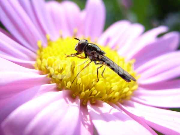 Ringelblume mit Gast