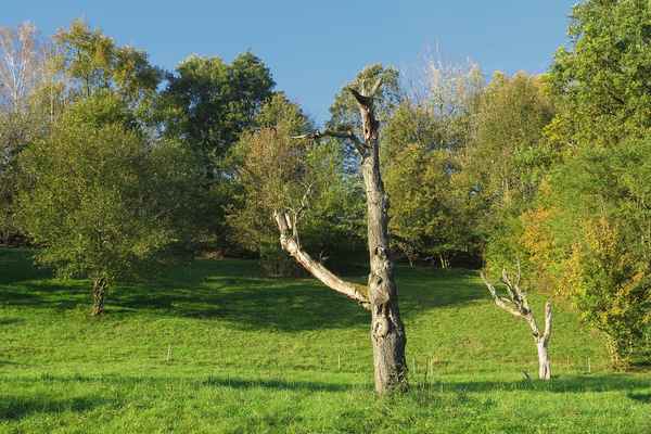 Baum-Skelett im Obstgarten