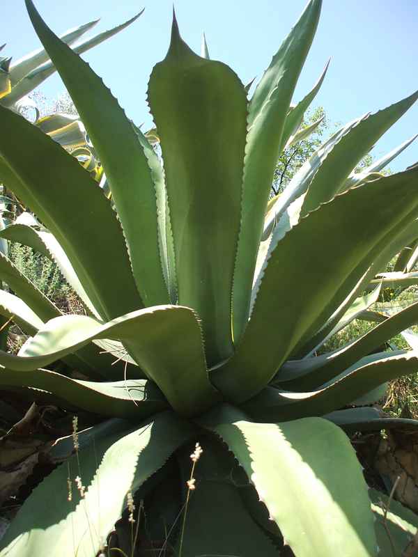 Agave