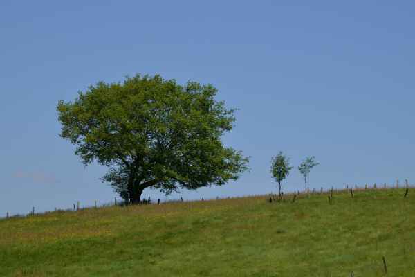 Baum mit Bäumchen