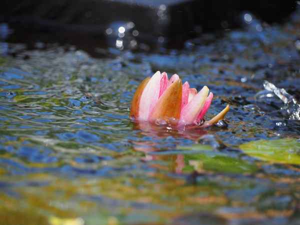 eine Nymphaea erblickt unsere Welt