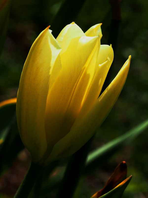 tulpe