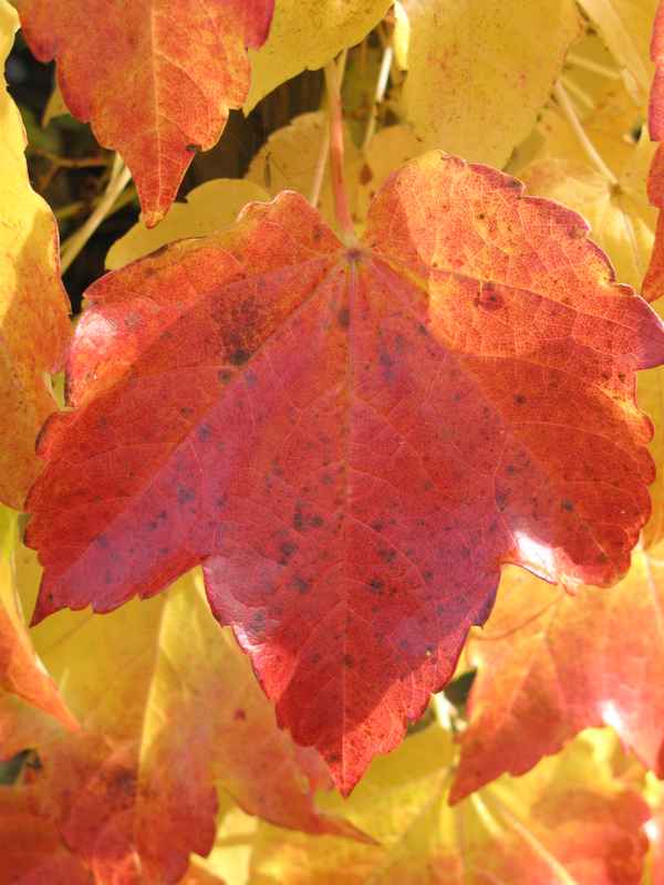 Bunter Herbst