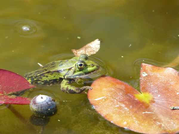 Warten auf die Prinzessin ...