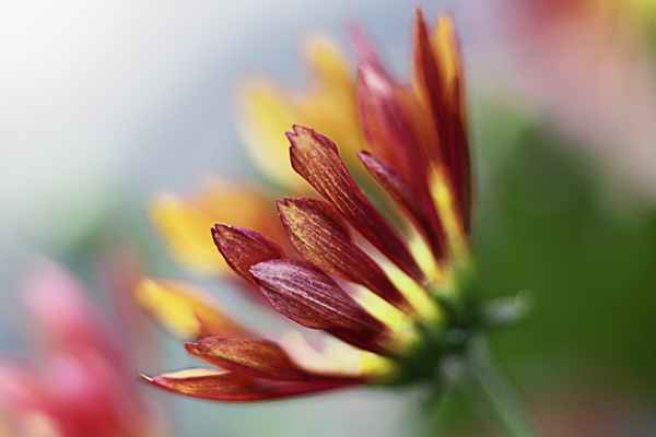 Chrysantheme