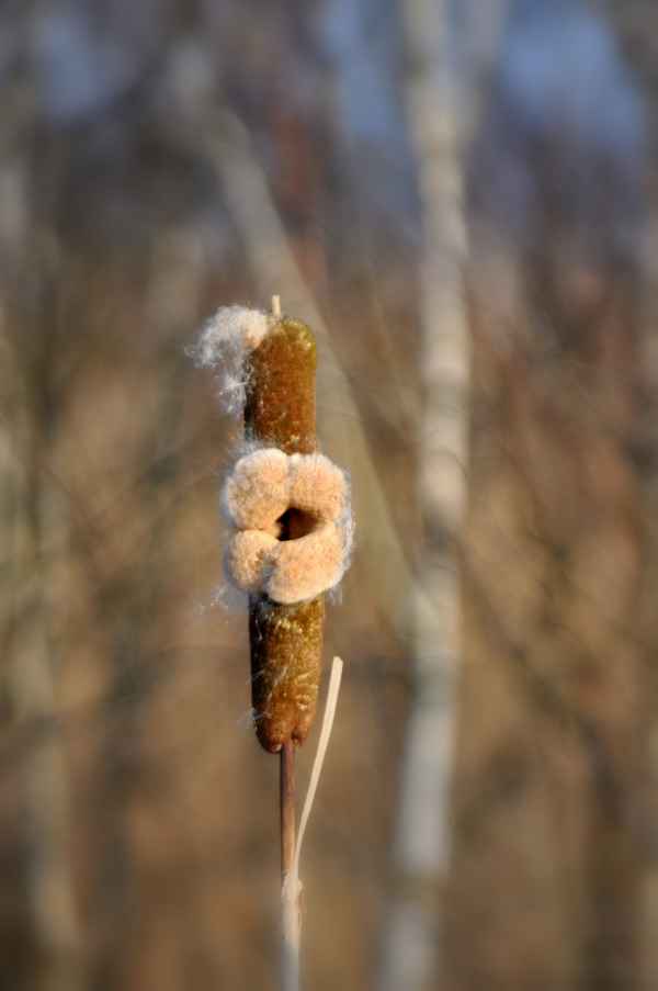 Rohrkolben im Winter