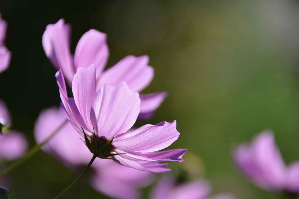 Sonnendurchstrahlte Blüte