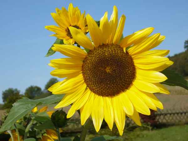  Sonnenblumen