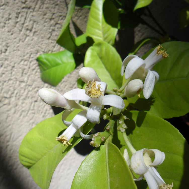 Blühendes Zitronenbäumchen