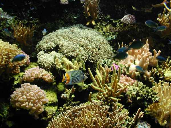 Korallenriff mit Fischen