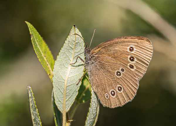 Brauner Waldvogel
