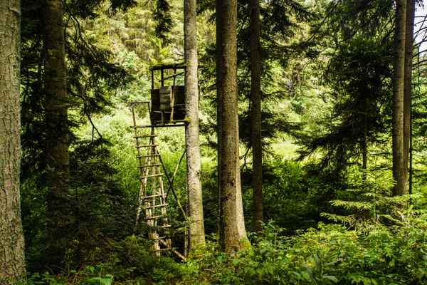 Jäger-Hochsitz im Nadelwald 2