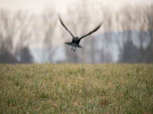 Abflug der Krähe