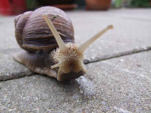 Schnecke mit Haus