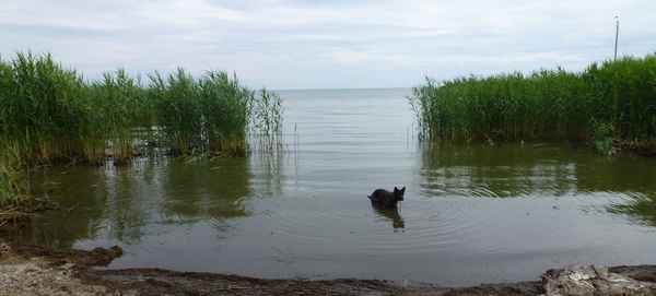 Am stettiner Haff in der Nähe von Dargen ( Usedom )