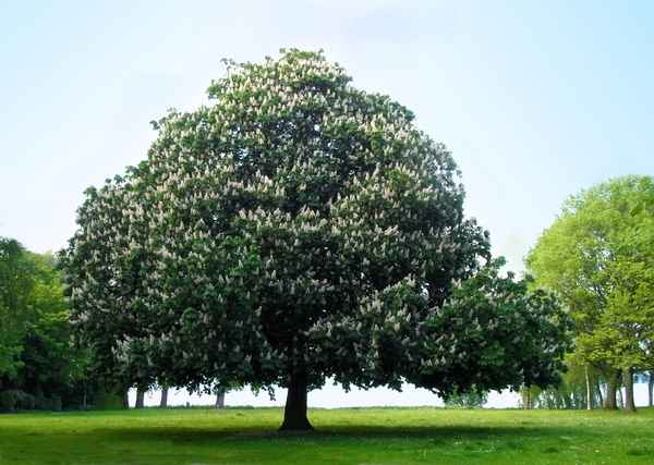 Mein Freund der Baum