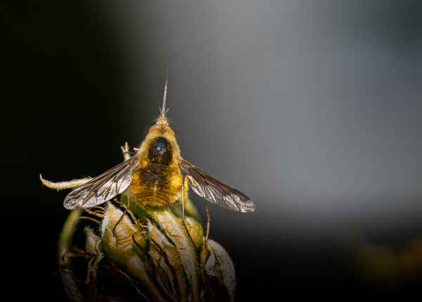 Großer Wollschweber (3)