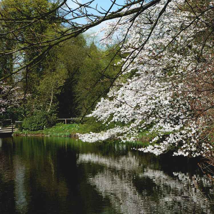 Kirschblüte 3