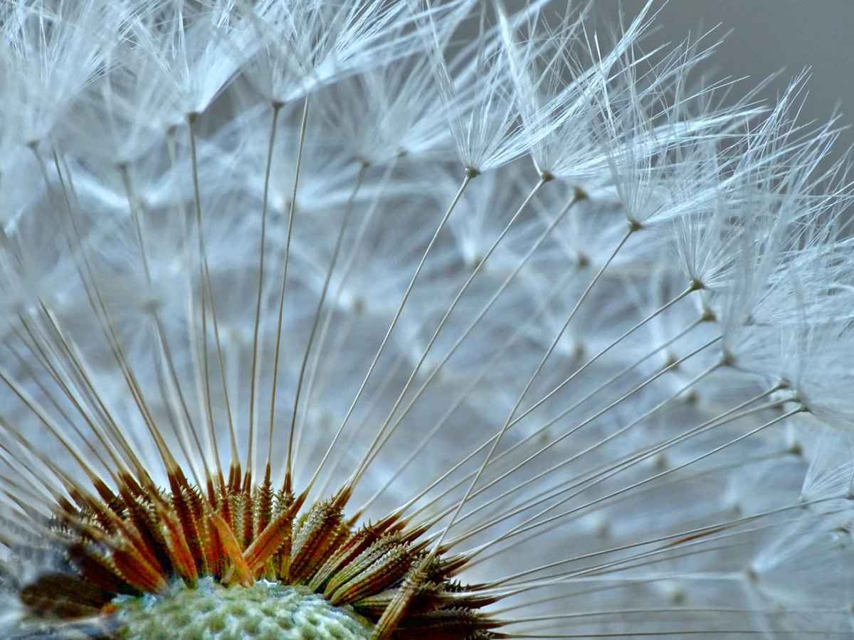 Ein 'Stück' von der Pusteblume