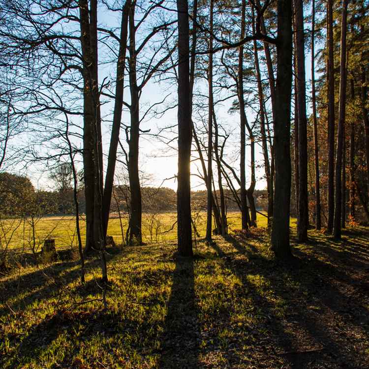 Abendstimmung am Waldrand