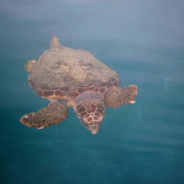 Caretta Caretta