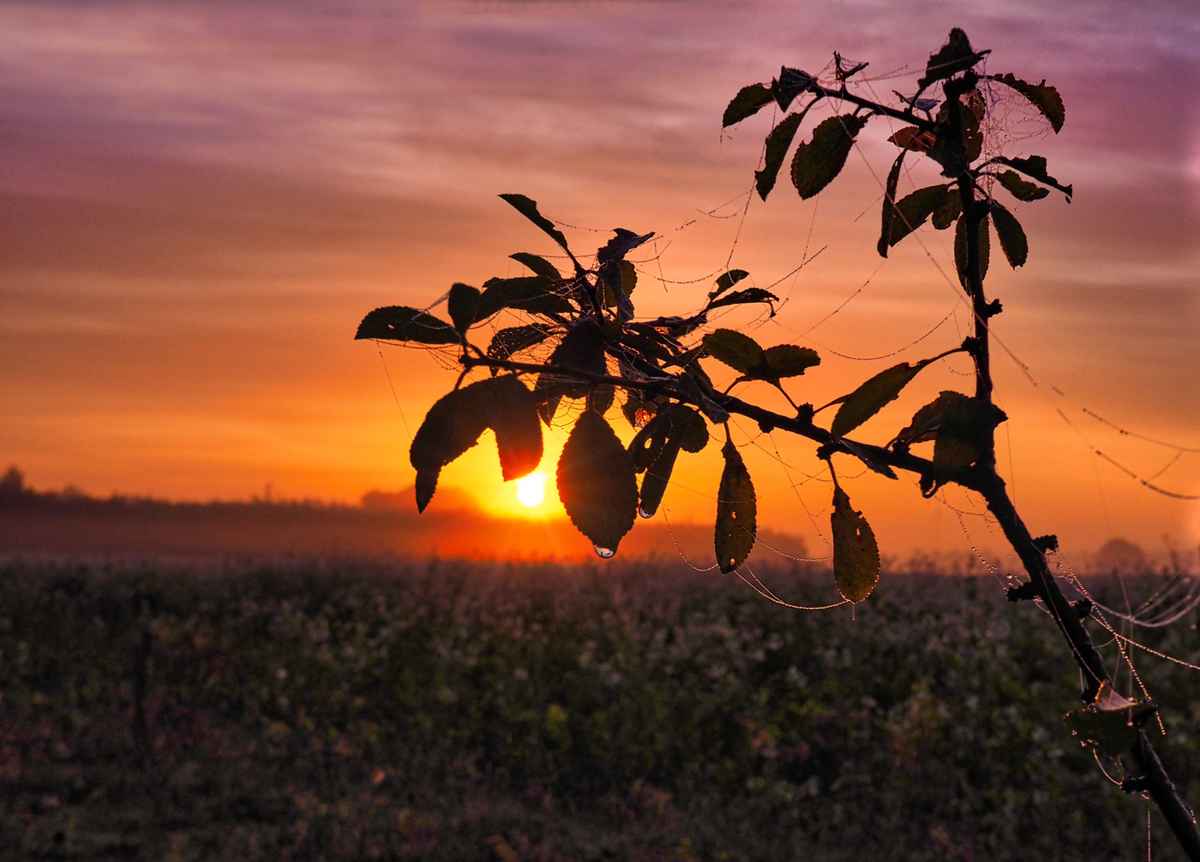 Sonnenaufgang im Pestruper Gräberfeld