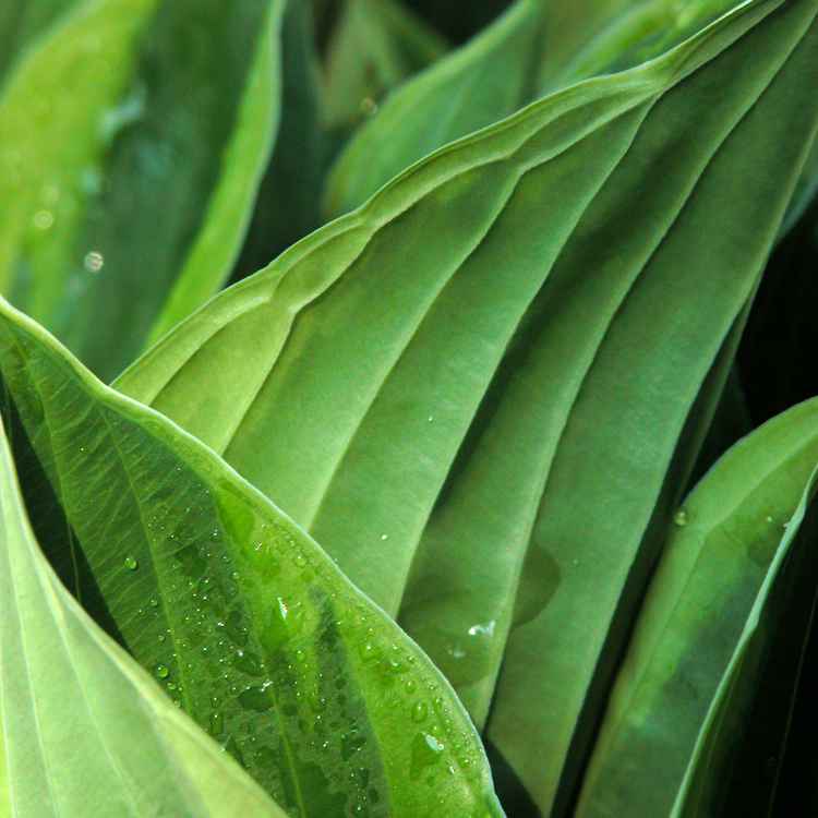 Hosta
