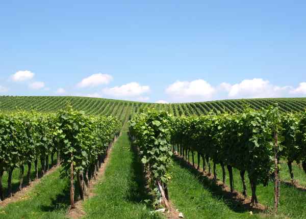 - Weinberge 1 -