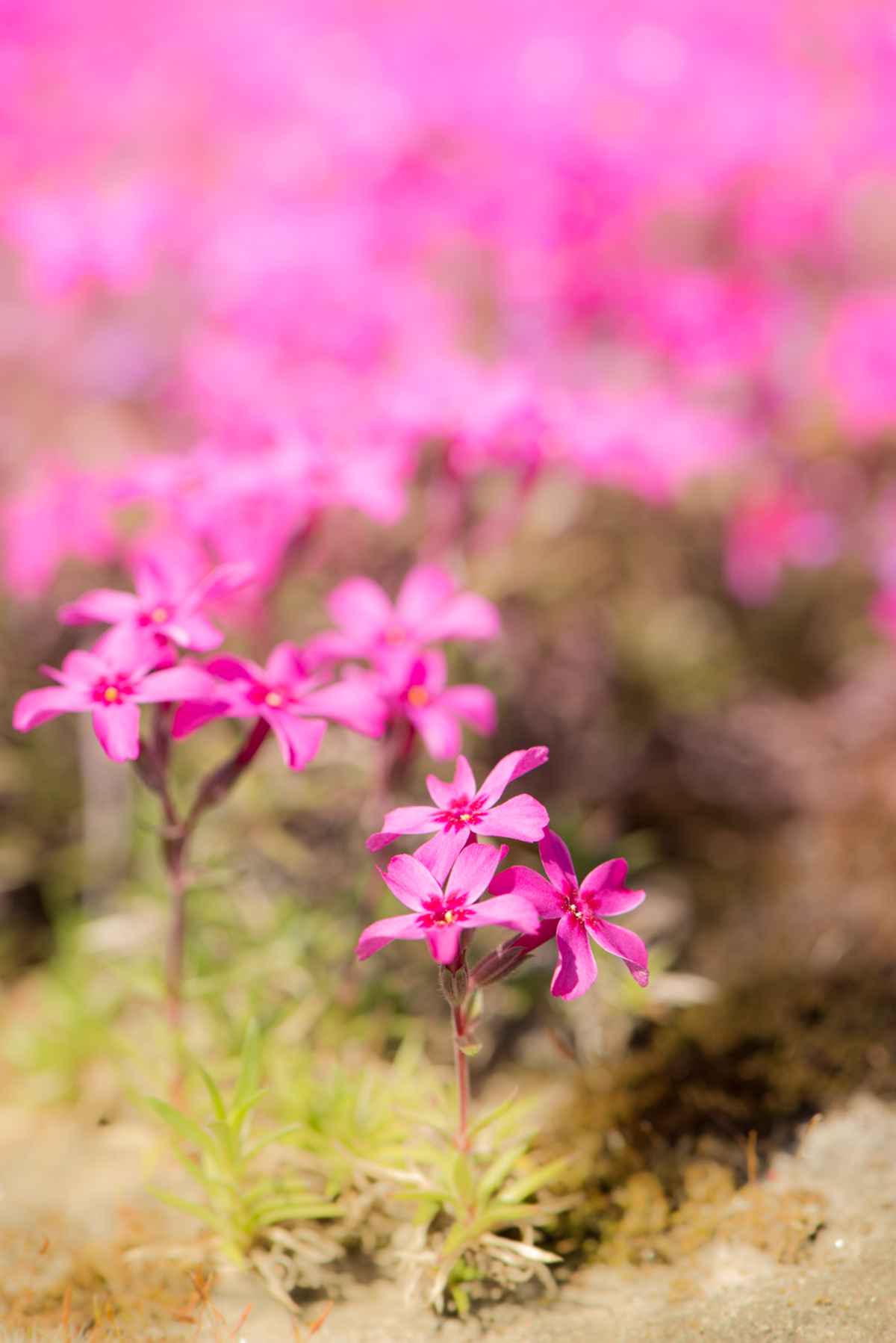 Blumen mit violetten Blüten