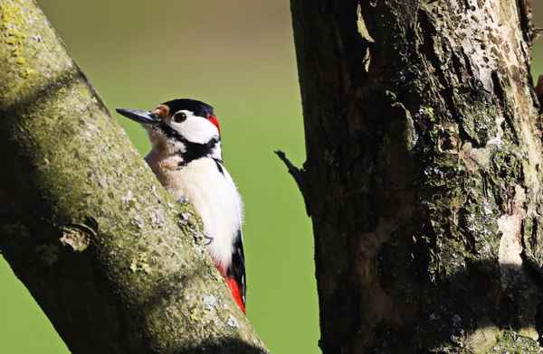 herr buntspecht im ausguck