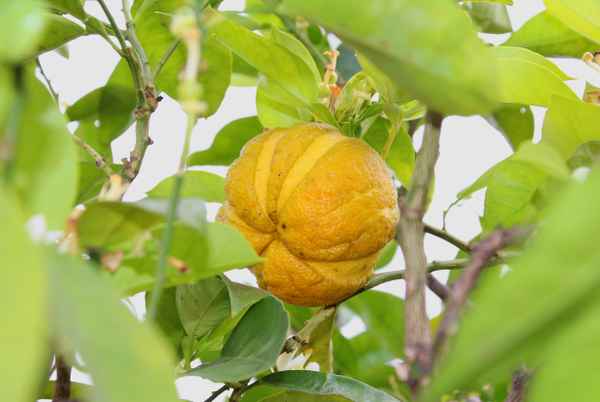 Saures Baumfrüchtchen