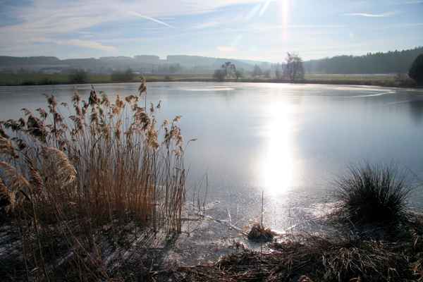 Schilf und Binsen -Weiher II