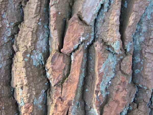 Baumrinde