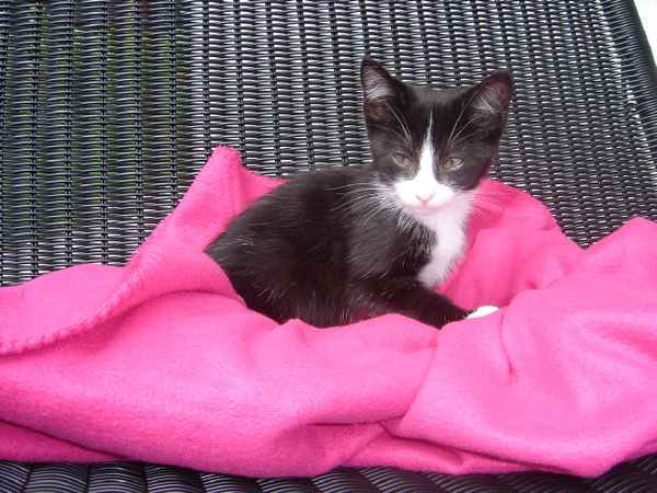 Katze