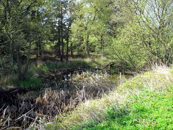 Sumpfgebiet vorm Wald