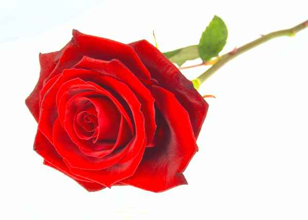 Rose to Valentin