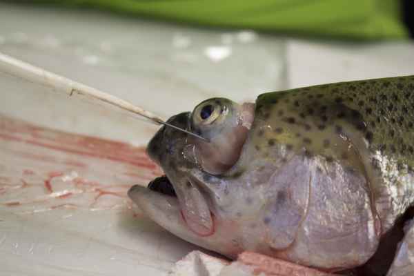 Fisch sezieren
