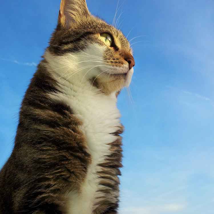 Shiva_Katze