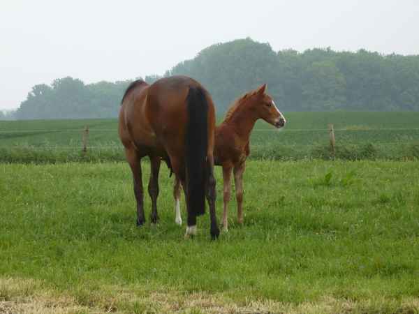 Pferde in Leckingsen