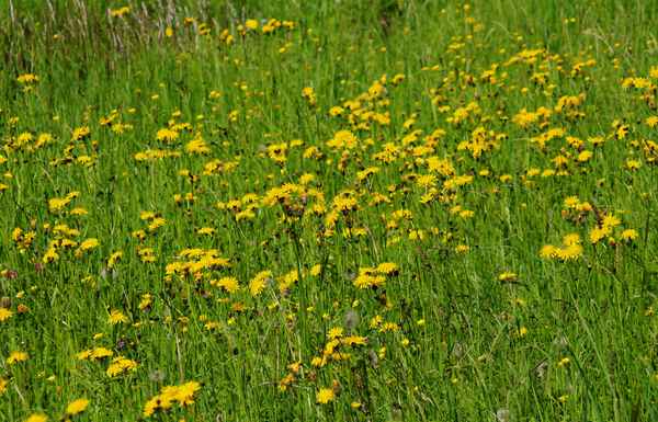 Harmonie und Heiterkeit