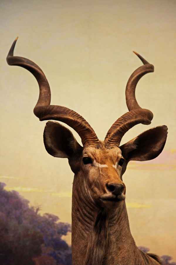 Großer Kudu